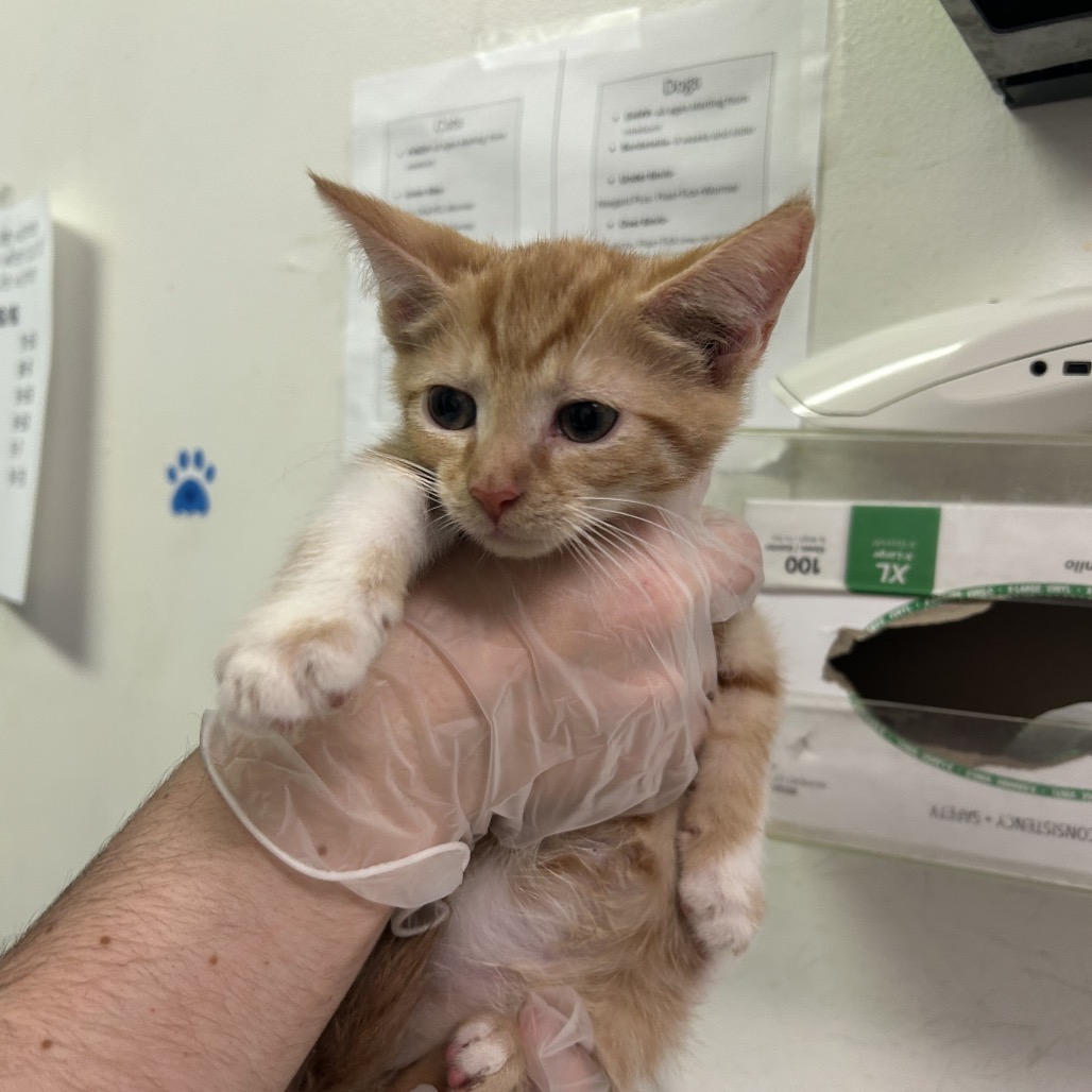 Clawsome — thumbnail 2