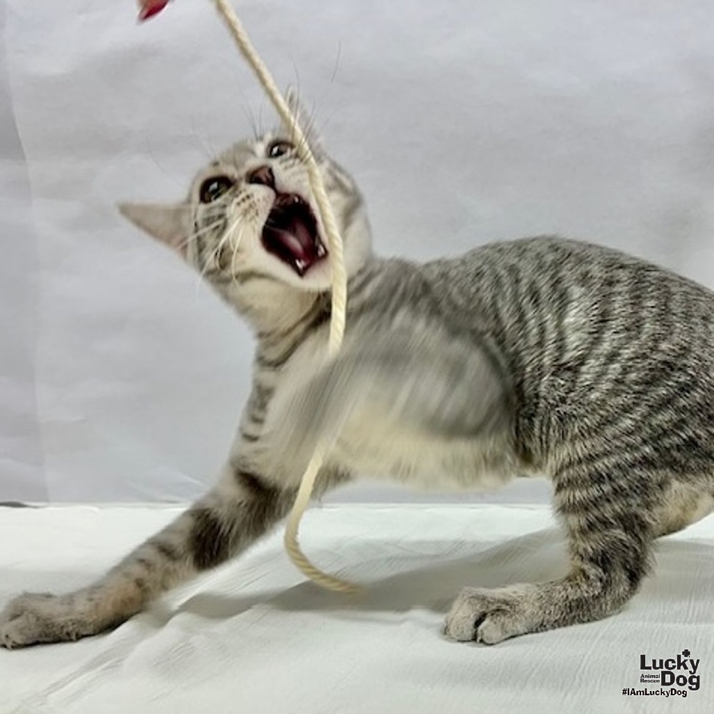 MONTANA - Domestic Shorthair available for adoption