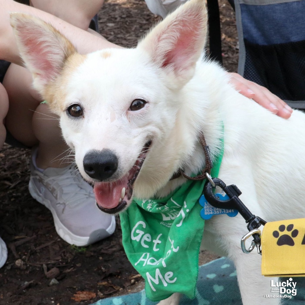 ZINNI - Terrier / Mix available for adoption