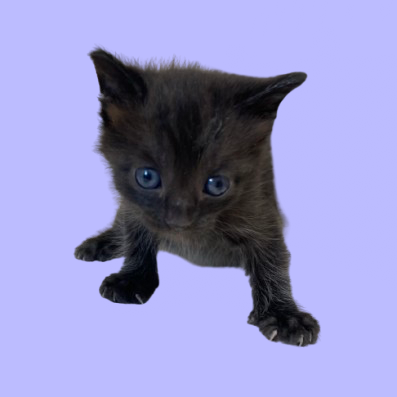 Tusc Stray 81746