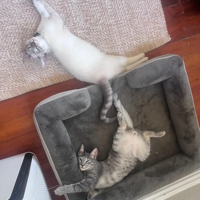 Tzatziki, photo 18