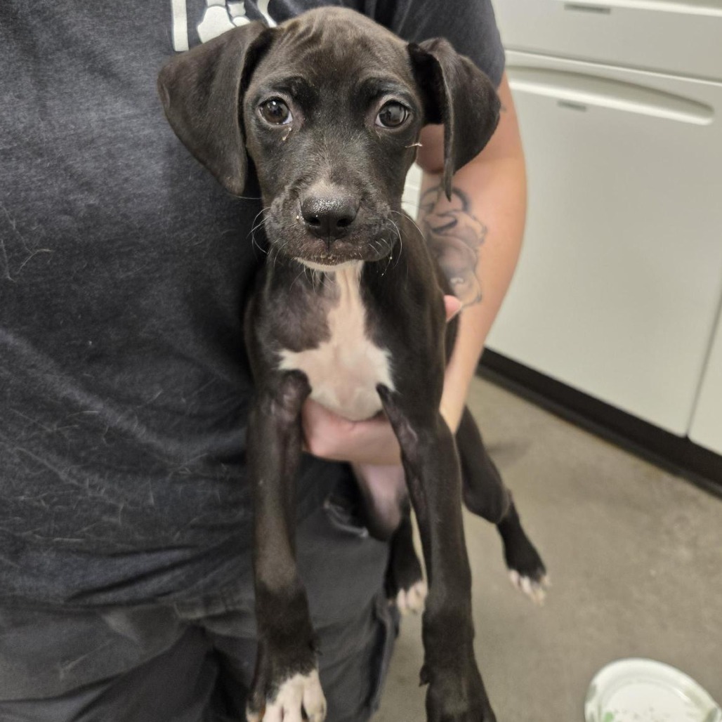 POLAR BEAR - Mixed Breed (Medium) available for adoption