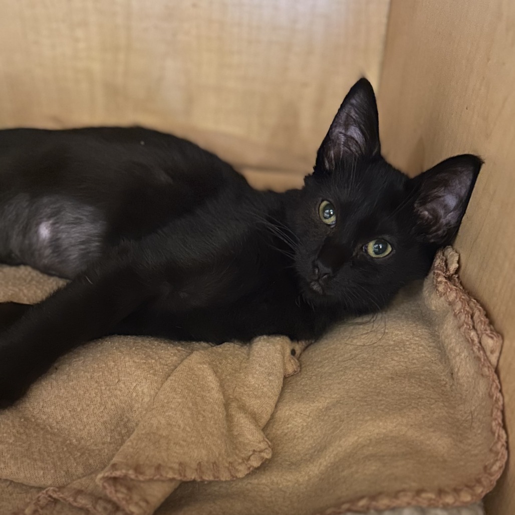 BED - Domestic Shorthair available for adoption