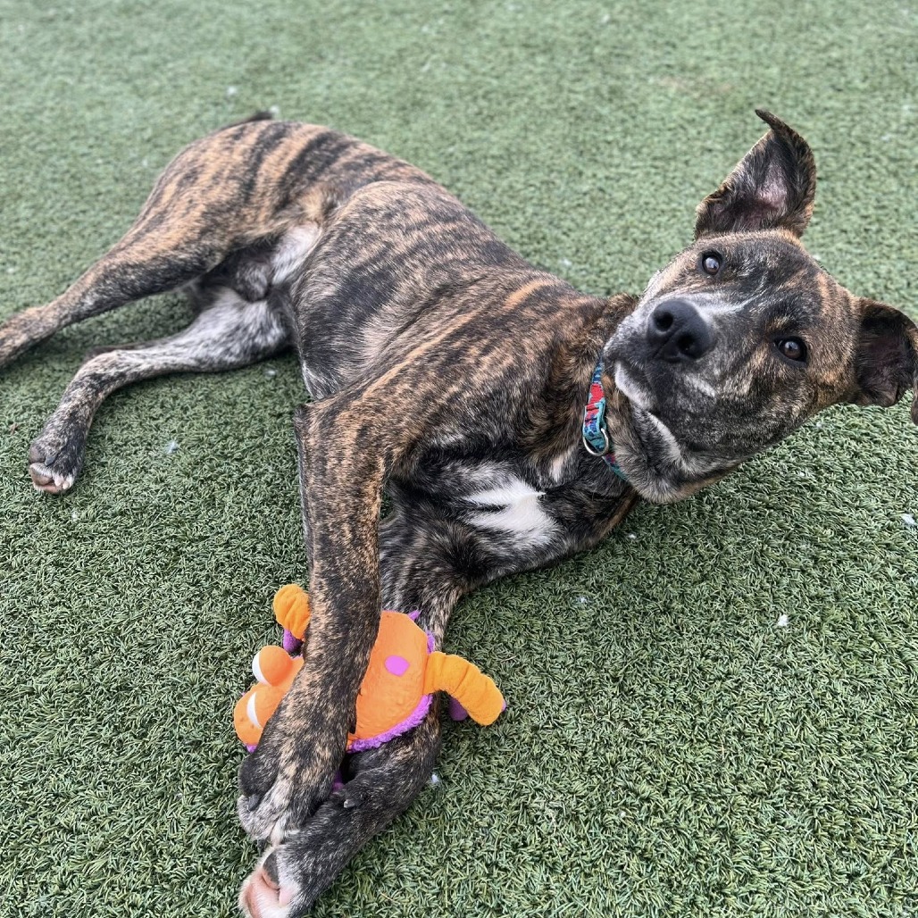 Lucky — thumbnail 6