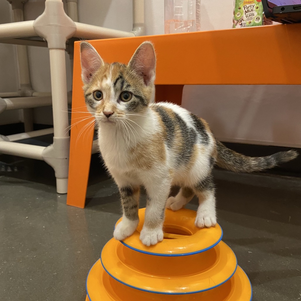 GHOST - Domestic Shorthair available for adoption