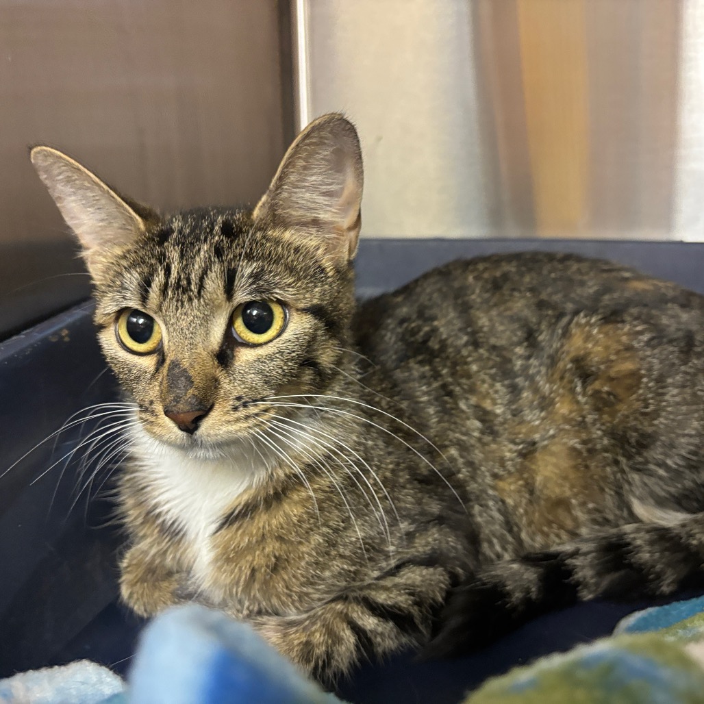 ROSEANNE - Domestic Shorthair available for adoption