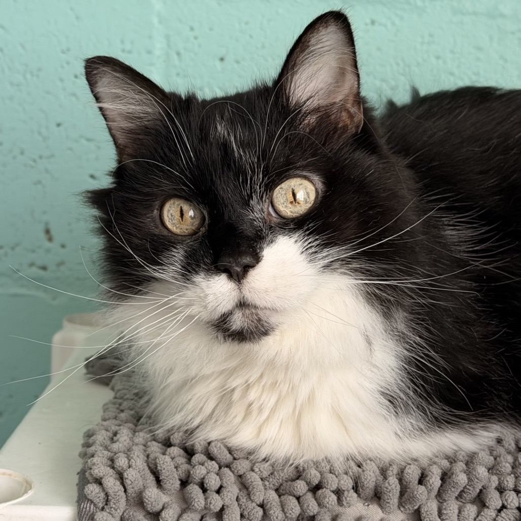 Another portrait of Parsley