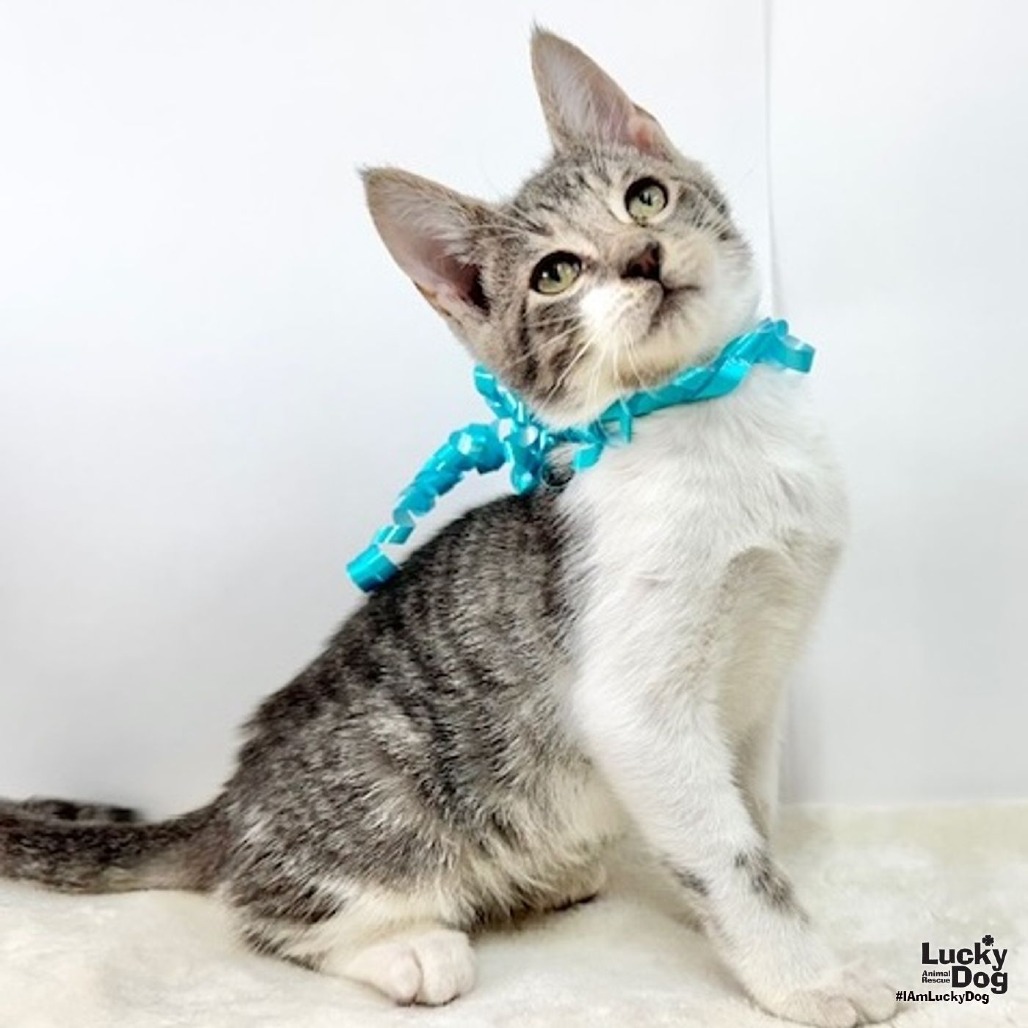BENJI - Domestic Shorthair available for adoption