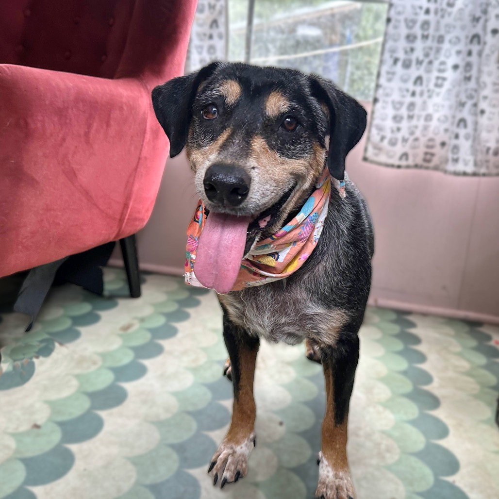 Strawberry, adoptable senior dog
