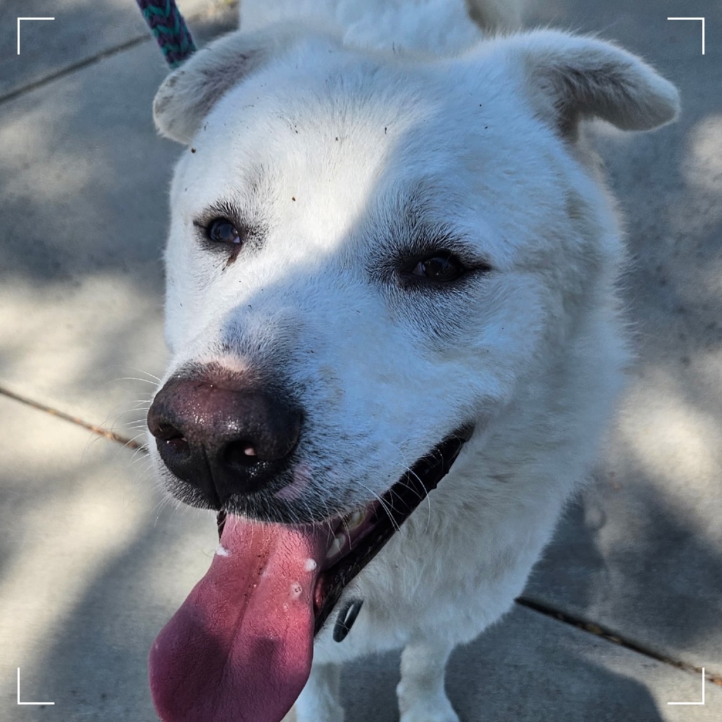 NANOOK, photo 6