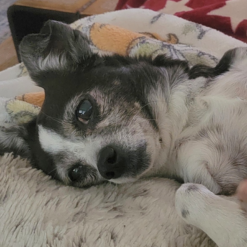 Penny, photo 2