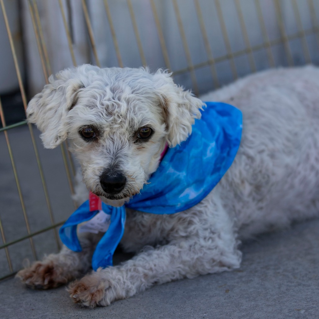 Tracey (AP26-67), photo 13