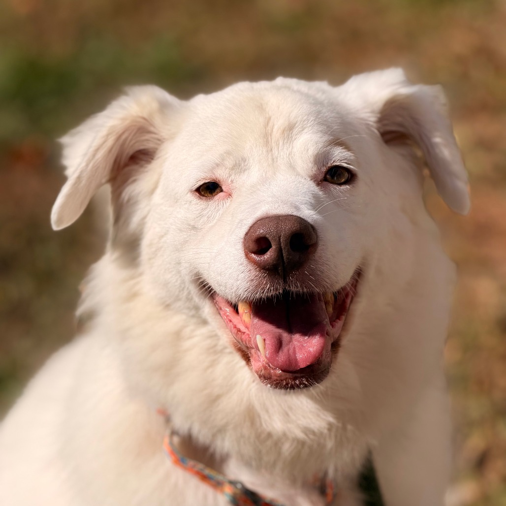 Gigi (bonded with Gable) photo 8