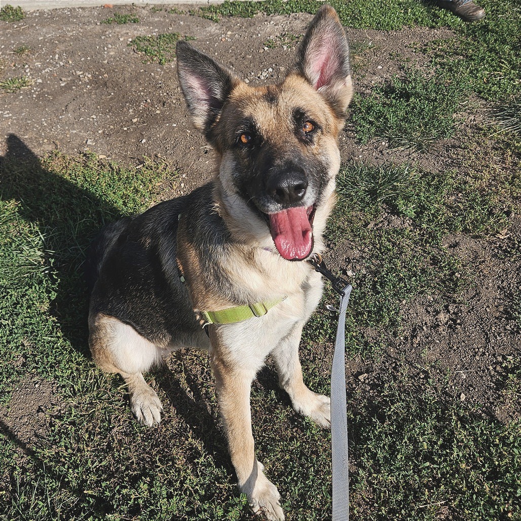 Roxie, photo 2