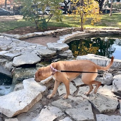 Maisy — thumbnail 11