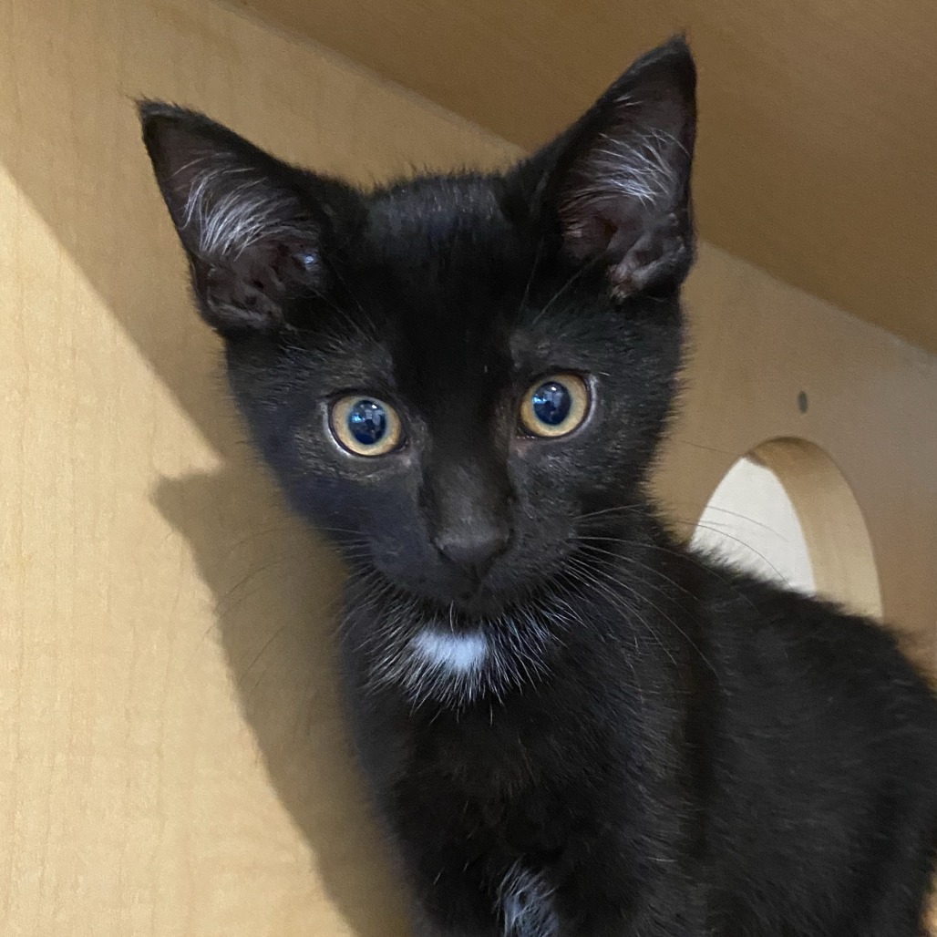 CHRISTIAN - Domestic Shorthair available for adoption