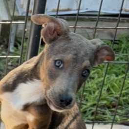 Brutus, an adoptable dog at SPCA-BC