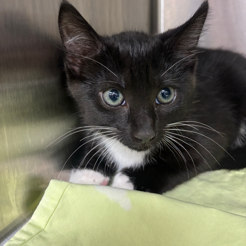 ZEBRA - Domestic Shorthair available for adoption