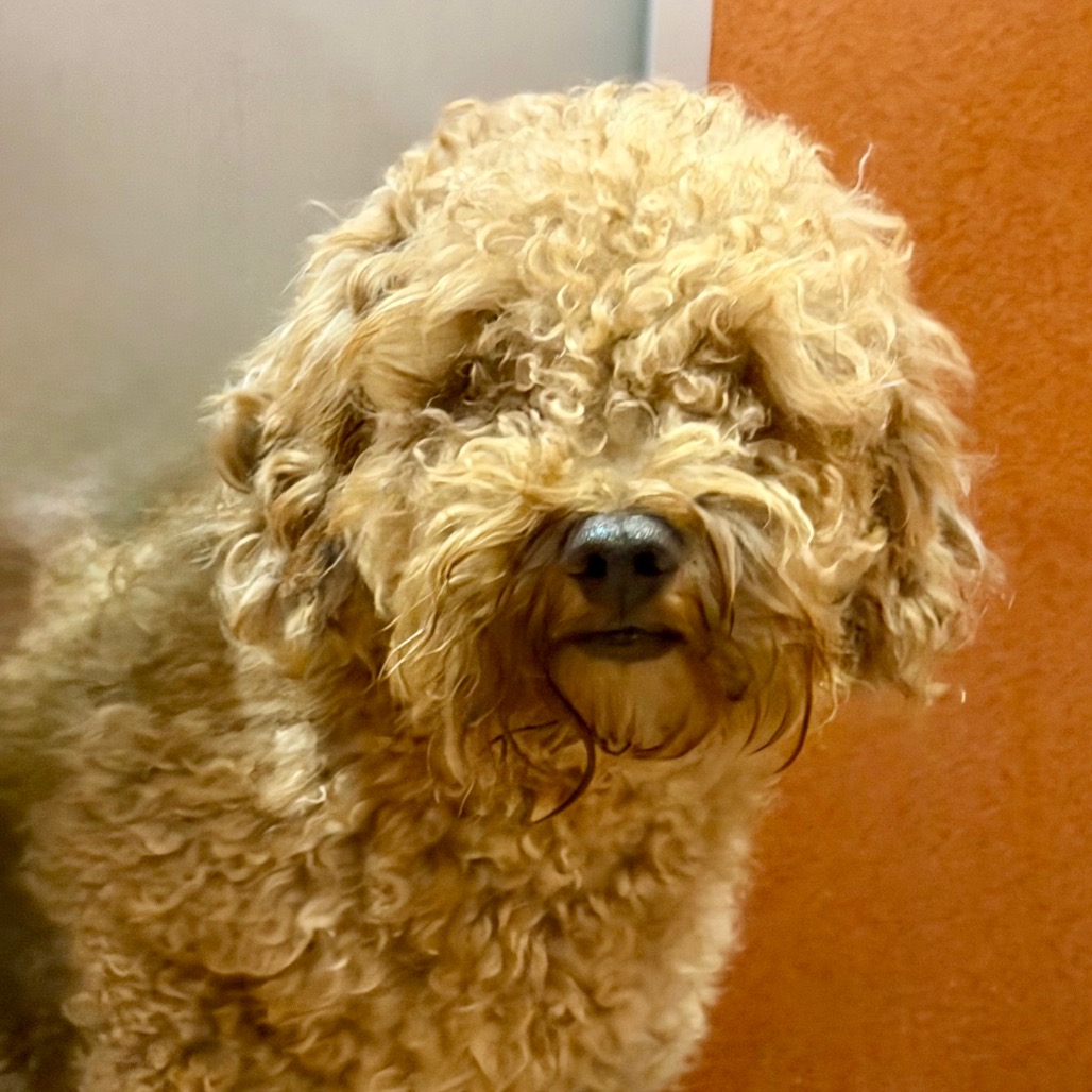 SAM - MISSOURI (S26-142) - Poodle / Miniature available for adoption