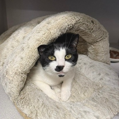 FRANKIE - Domestic Shorthair available for adoption