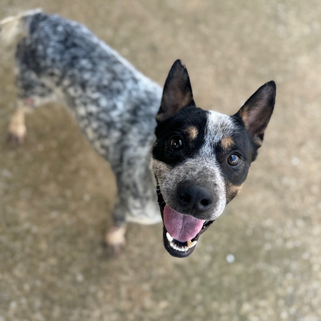 Beau — thumbnail 2