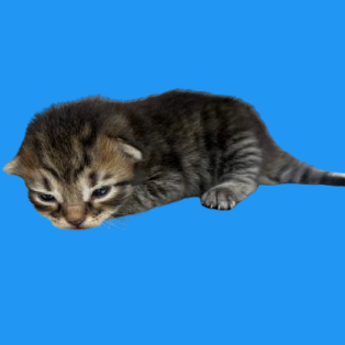 Tusc Stray 82205