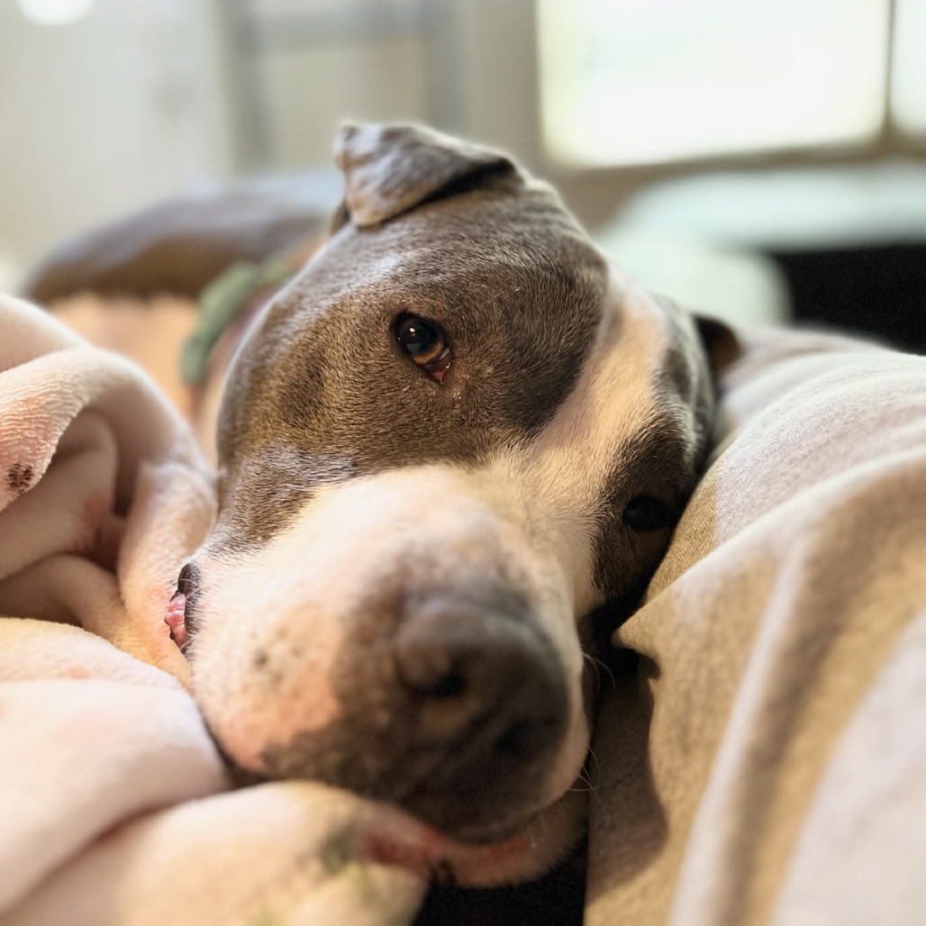 Lil' Ears McGee — thumbnail 5