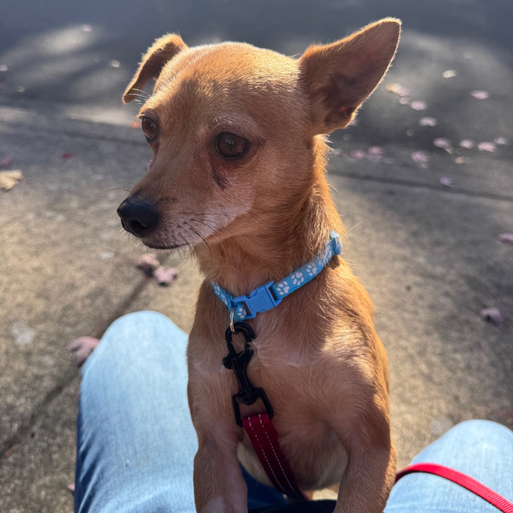 Rusty, photo 4