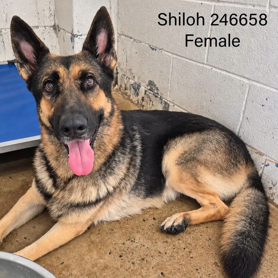 Shiloh, photo 3
