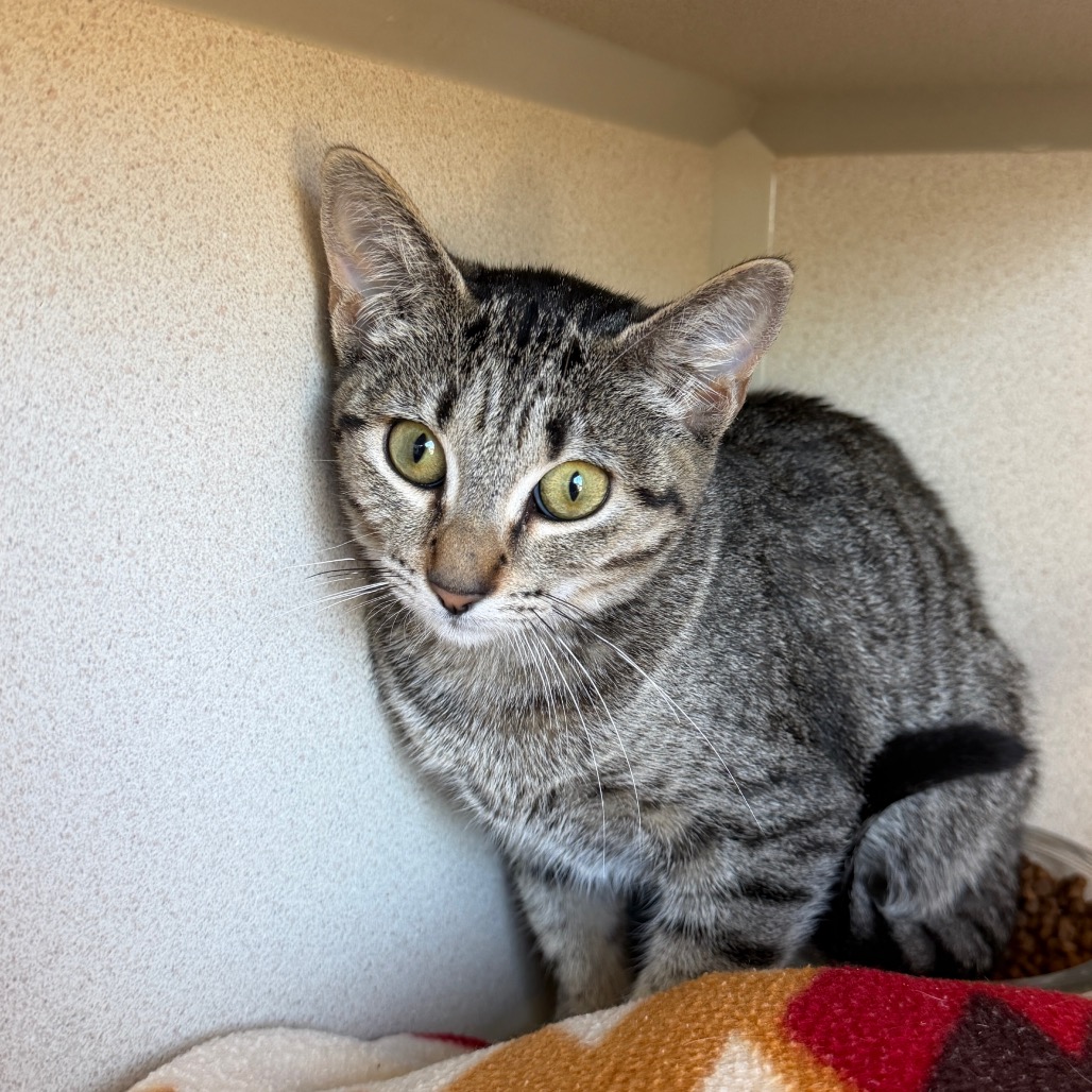 Kuromi - Domestic Shorthair