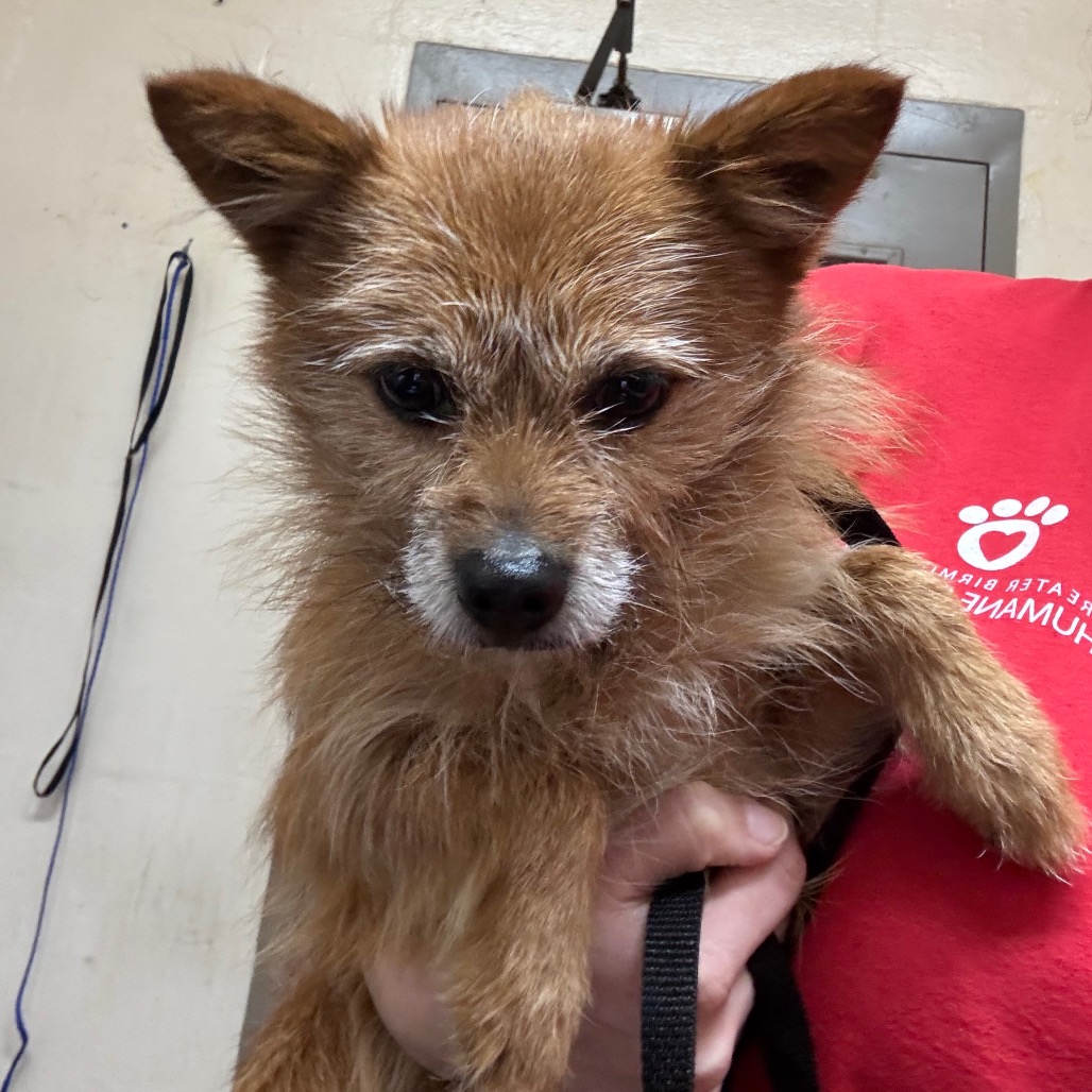 Chico is available for adoption at Full Circle Rescue and Sanctuary