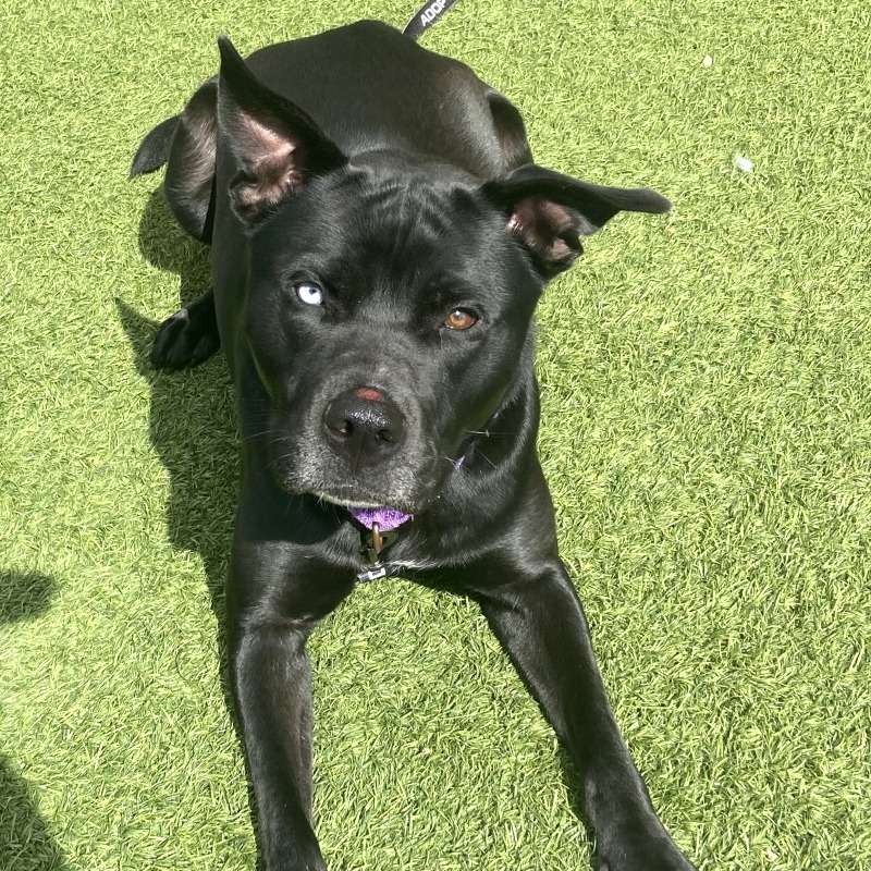 COURAGE - Mixed Breed (Medium) available for adoption