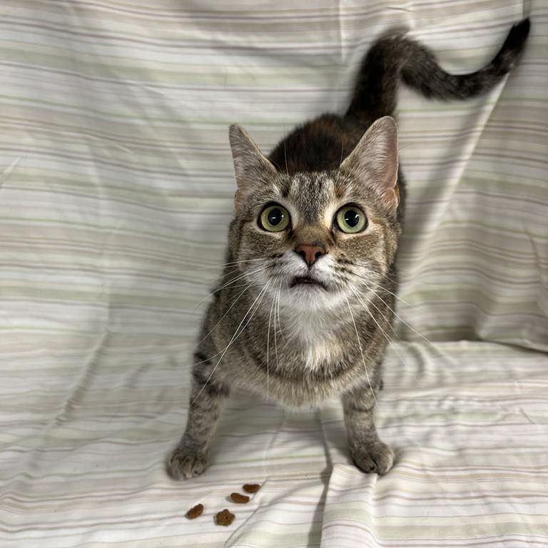 Pluma — thumbnail 5