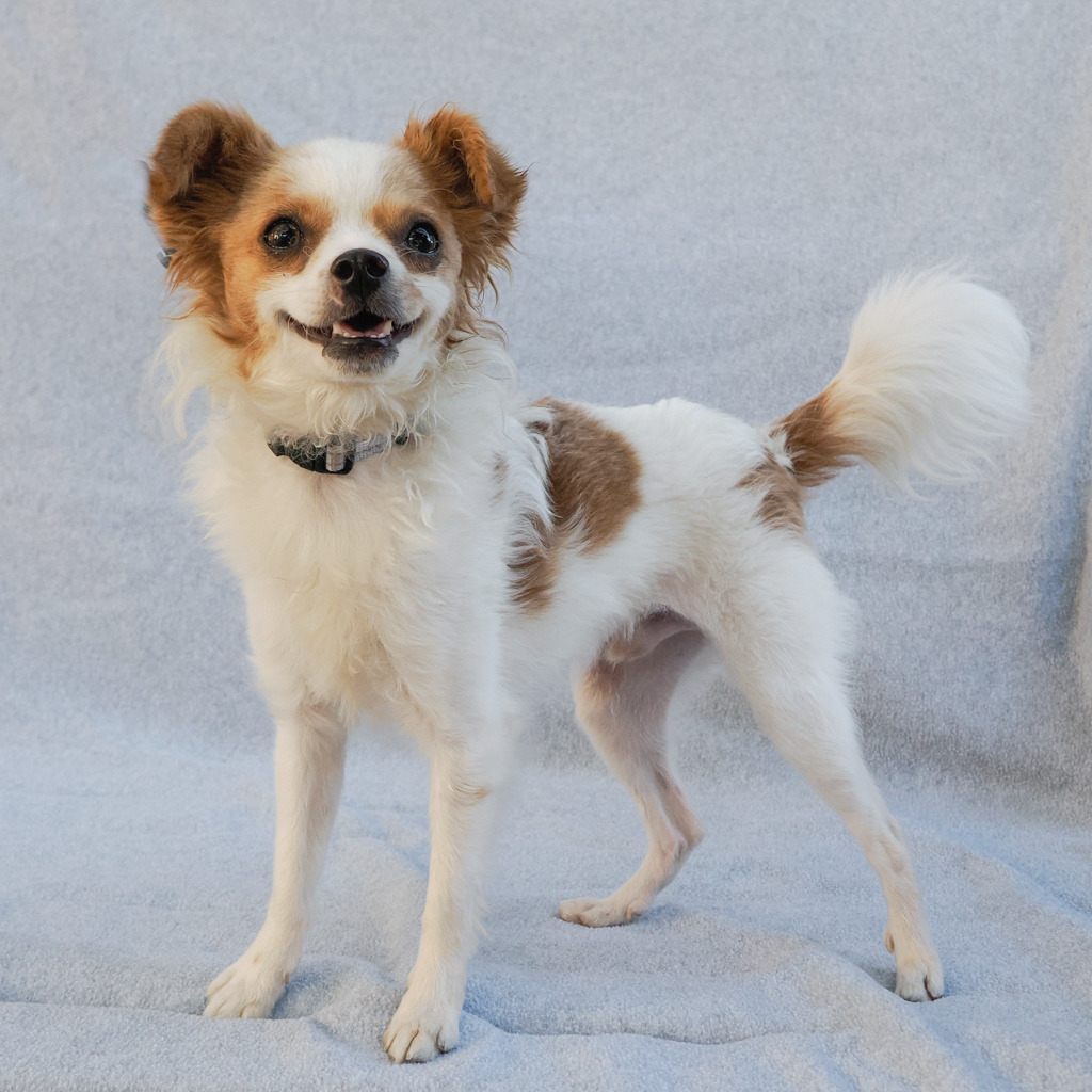 TATER TOT, photo 7
