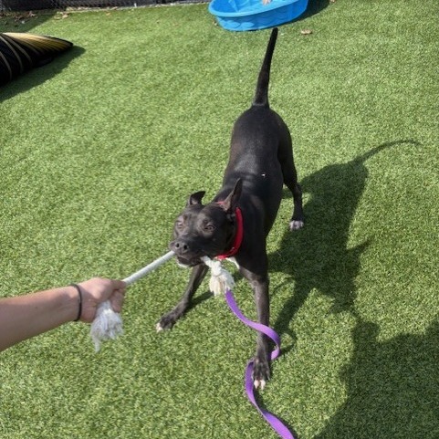 Photo of Witch Hazel 12