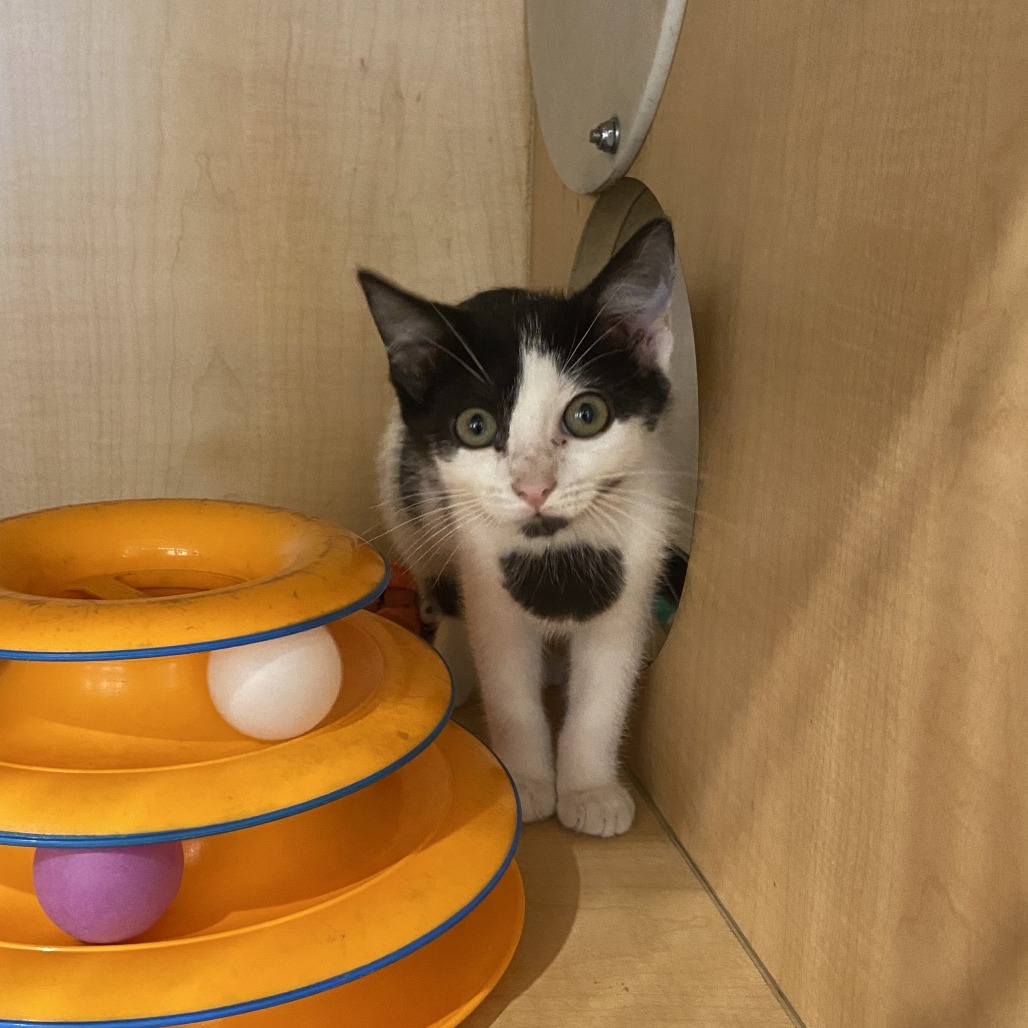 BABY DOLL - Domestic Shorthair available for adoption