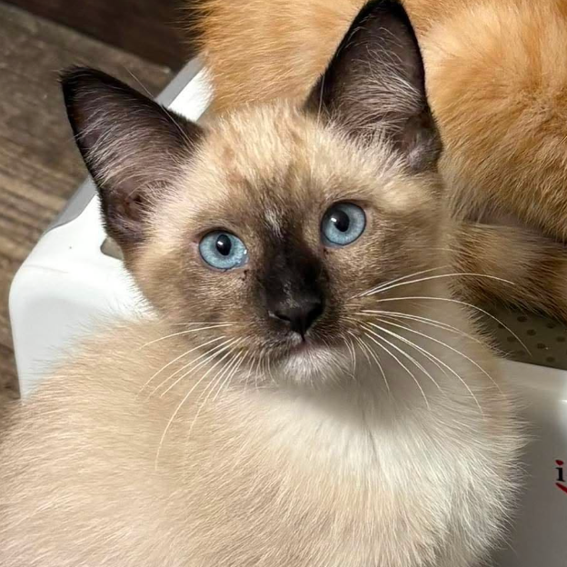Omelet, adopted
