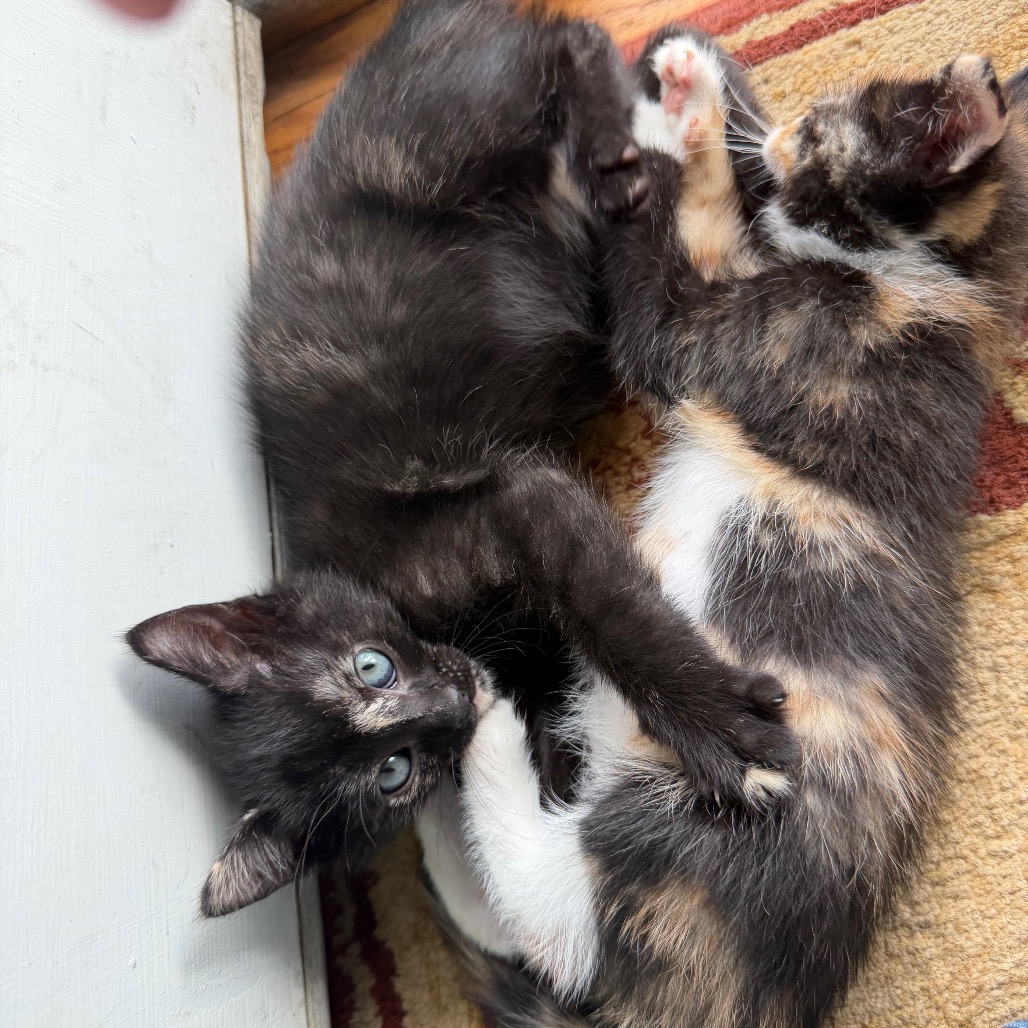 VIXEN (ADOPTION PENDING) - Domestic Shorthair available for adoption