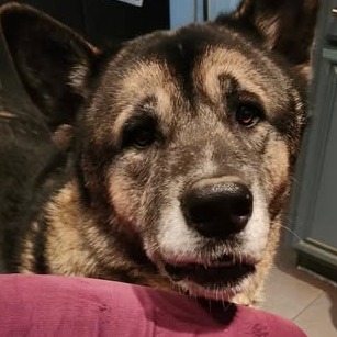 Photo of Moose