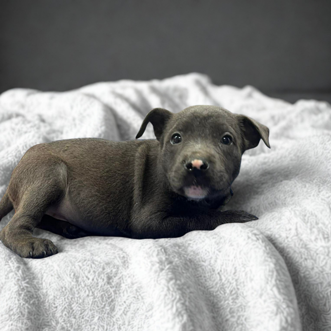 NY Waverly Avail Jun 13 (Choice Pet Carmel)