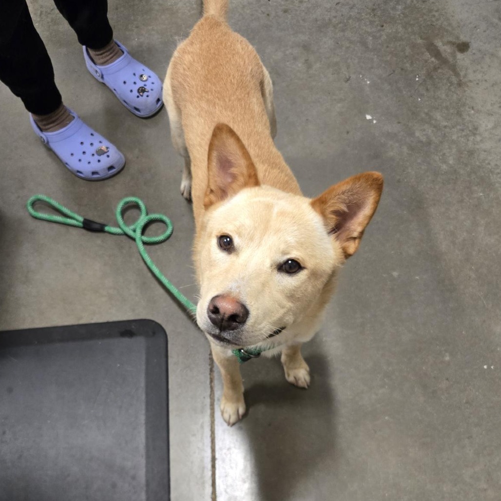 DINGO - Mixed Breed (Medium) available for adoption