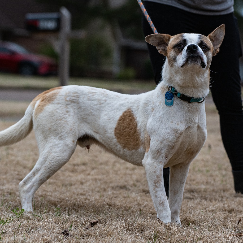 Stitch (Formerly Lava)