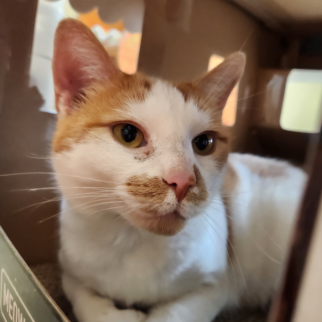 Mango, photo 12