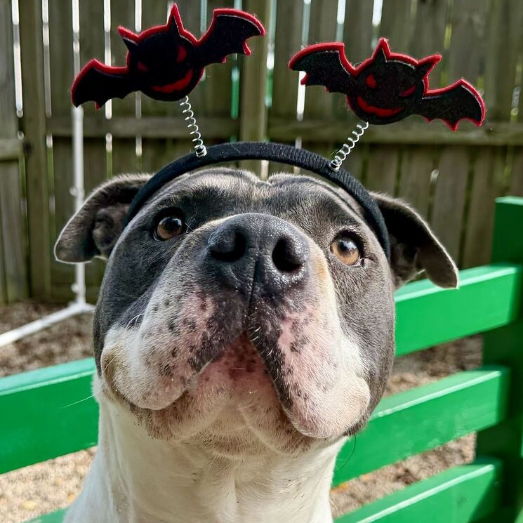 ZAZU - Bulldog, American / Mixed Breed (Large) available for adoption