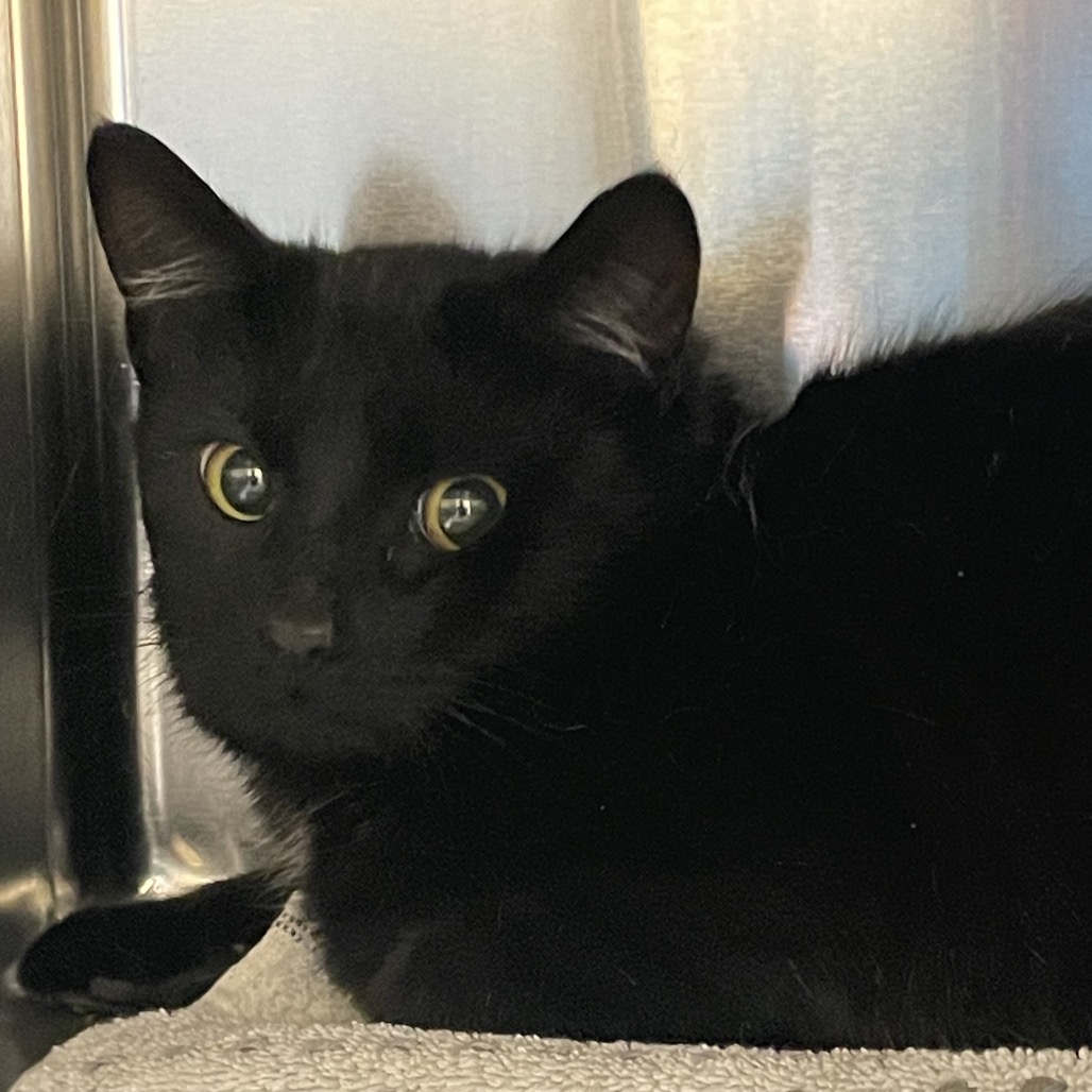 Mittens — thumbnail 4