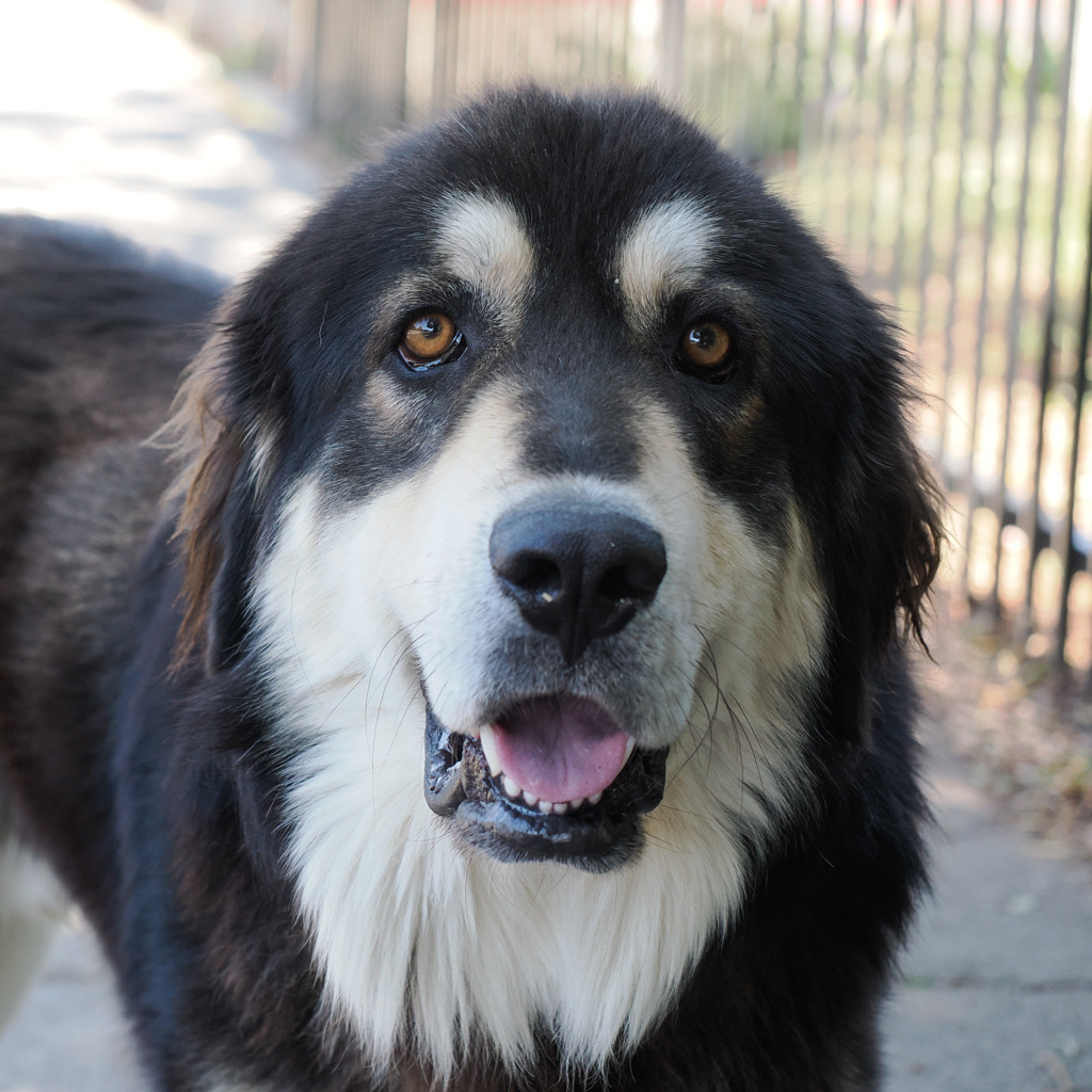 RUFUS, photo 5