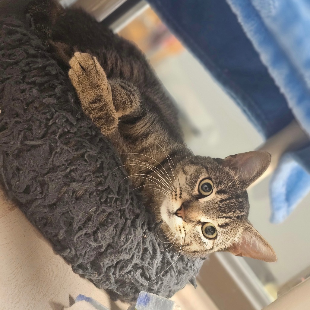 Dontcha — thumbnail 3