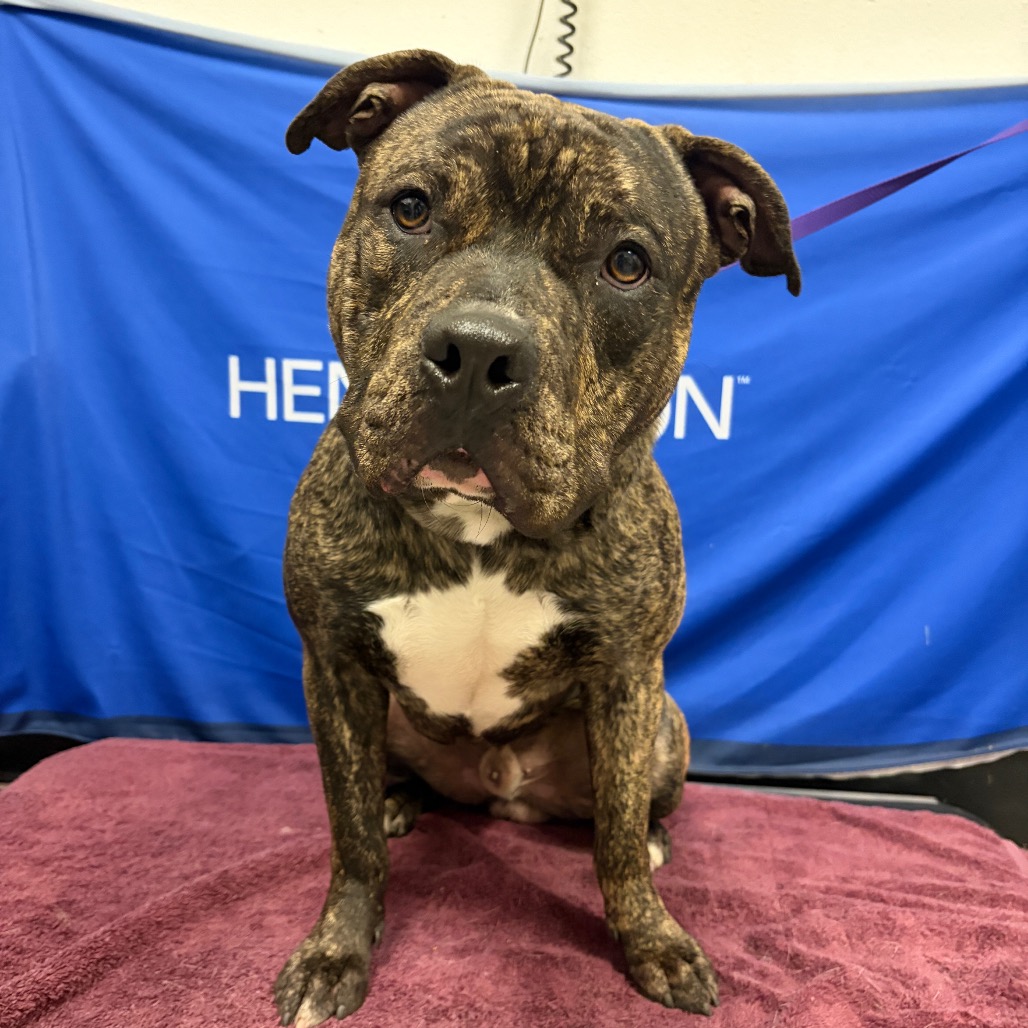 DOZER - Terrier / American Staffordshire available for adoption