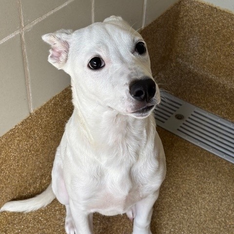 LILLY - Terrier / Mixed Breed (Medium) available for adoption