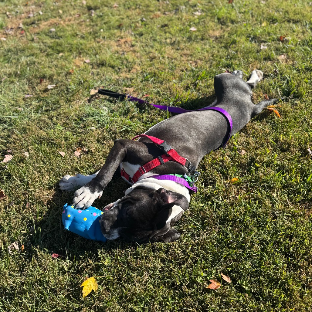 Mr. Wonderland is available for adoption at Blue Ridge Humane Society